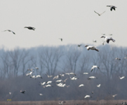Snow Geese 6488